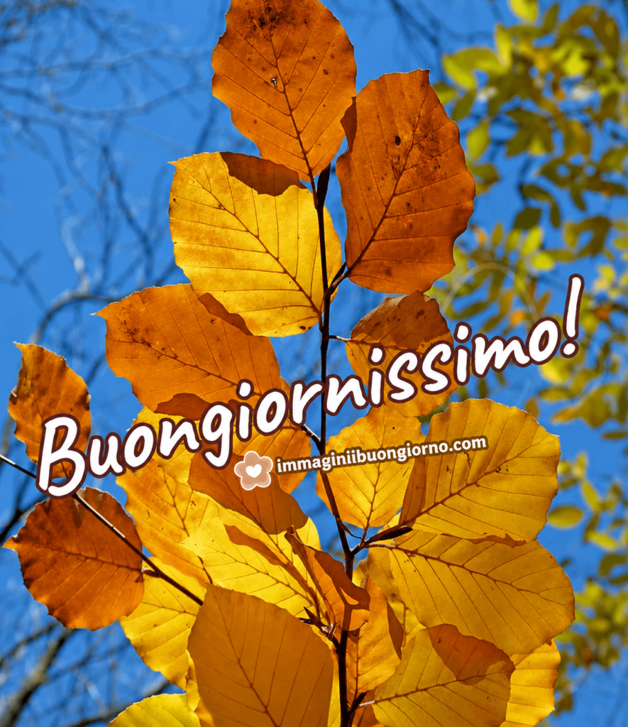 immagini-buongiorno-autunnale-bellissime-foglie-faggio-cielo-azzurro-